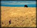 Buffalo and Hiker - Antelope Island
