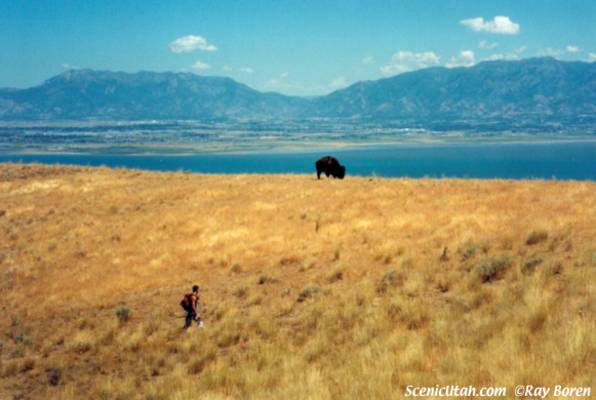 Antelope Island - Buffalo and Hiker