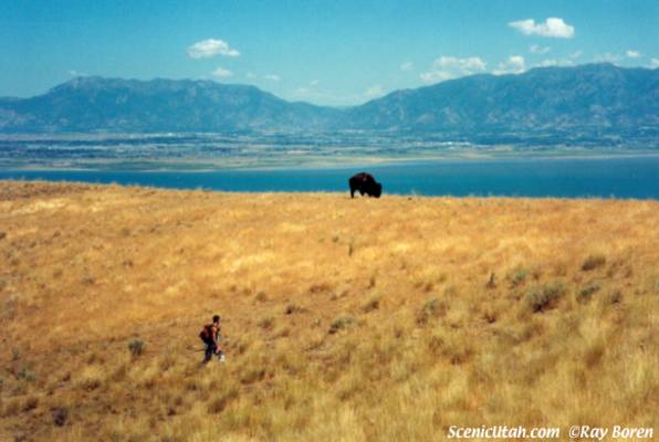 Buffalo and Hiker - Antelope Island