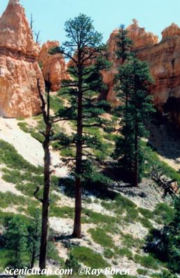 Navajo Trail below Sunset Point