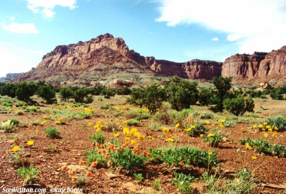 Capitol Reef in Bloom