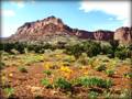 Capitol Reef in Bloom