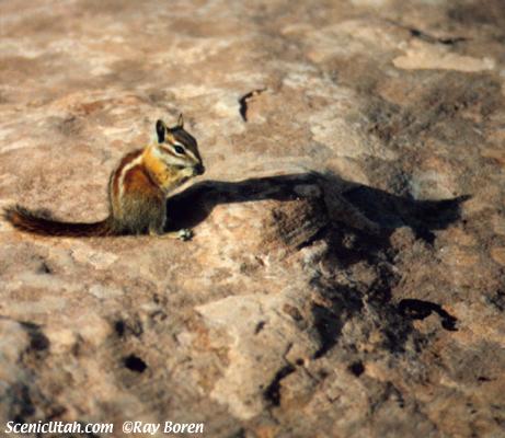 Chipmunk