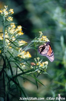 Butterfly on Yellow Flowers