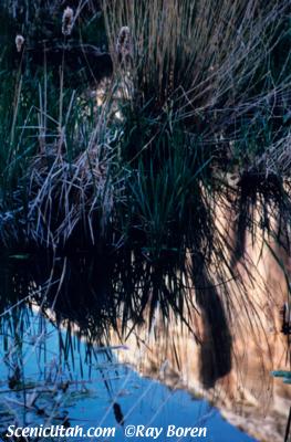 Cattails - Calf Creek Falls Trail