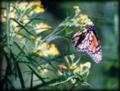 Butterfly - Calf Creek Falls Trail