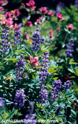 Purple Wildflowers