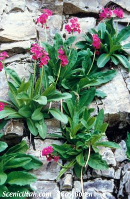 Pink Wildflowers