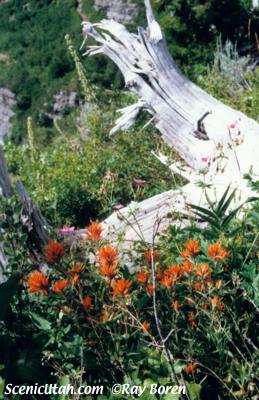 Orange Wildflowers