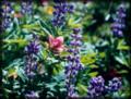 Mountain Wildflowers