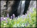 Lavendar wildflowers