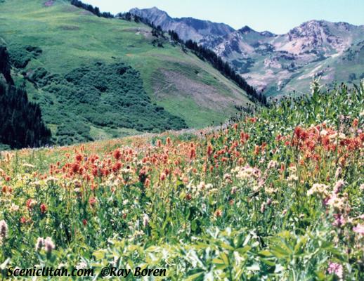 Albion Basin