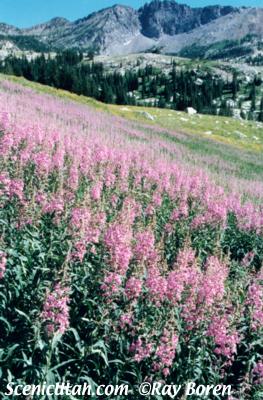 Albion Basin