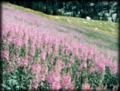 Albion Basin Wildflowers