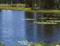 Beaver Pond - Bonnie Lake