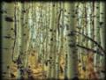 Aspens